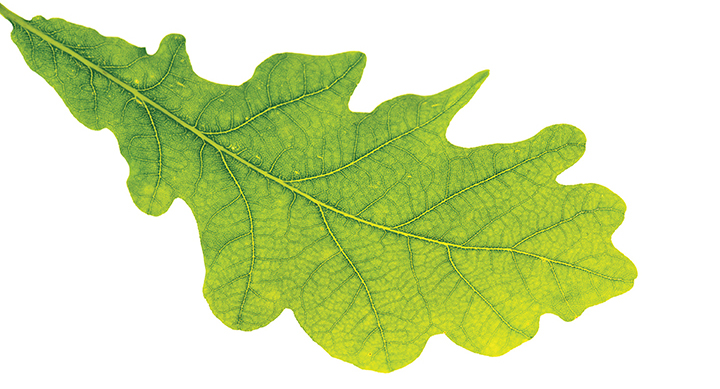 World Environment Day: Cosmetics Business’ top sustainable stories